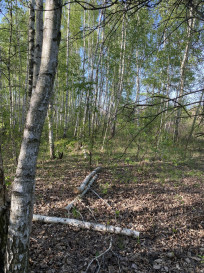 Działka Sprzedaż Milanówek Rososzańska