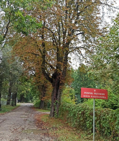 Działka Sprzedaż Milanówek Rososzańska 10